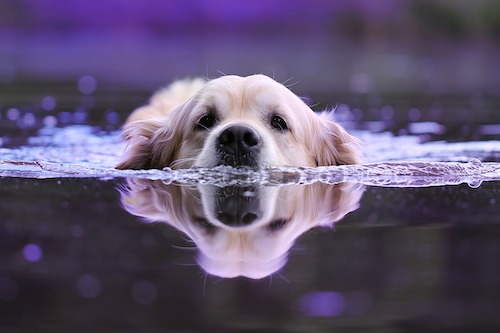 Hund am schwimmen