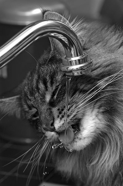 Diabetes bei Katzen